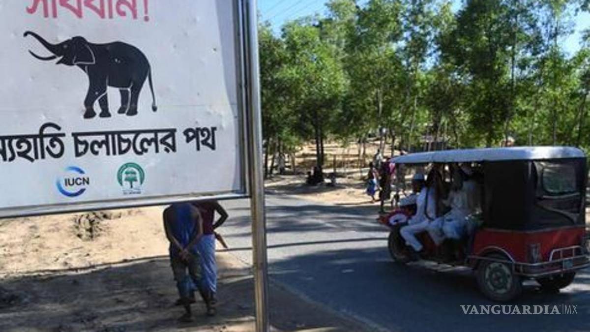 Elefantes atacan campo de refugiados en Bangladesh