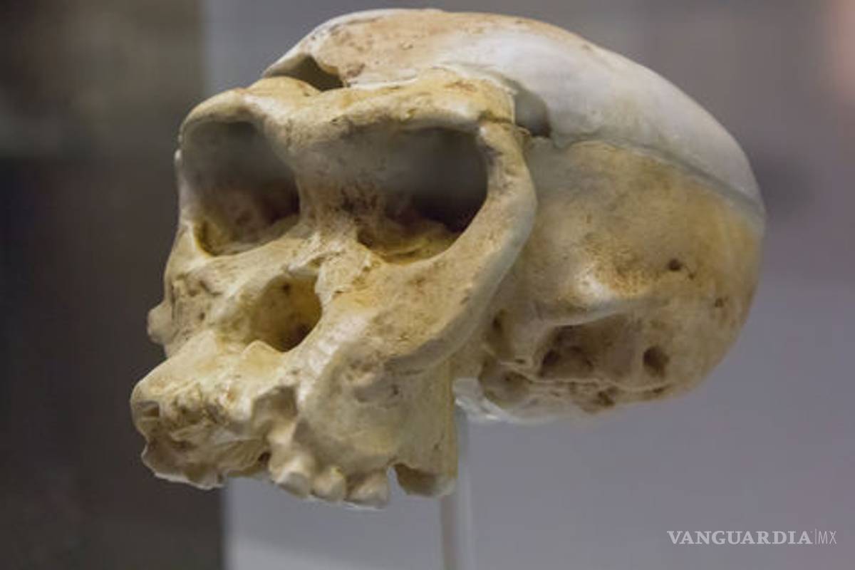 Científicos creen saber por qué desapareció el neandertal