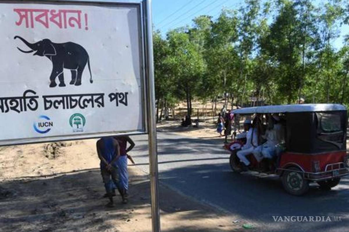 Elefantes atacan campo de refugiados en Bangladesh