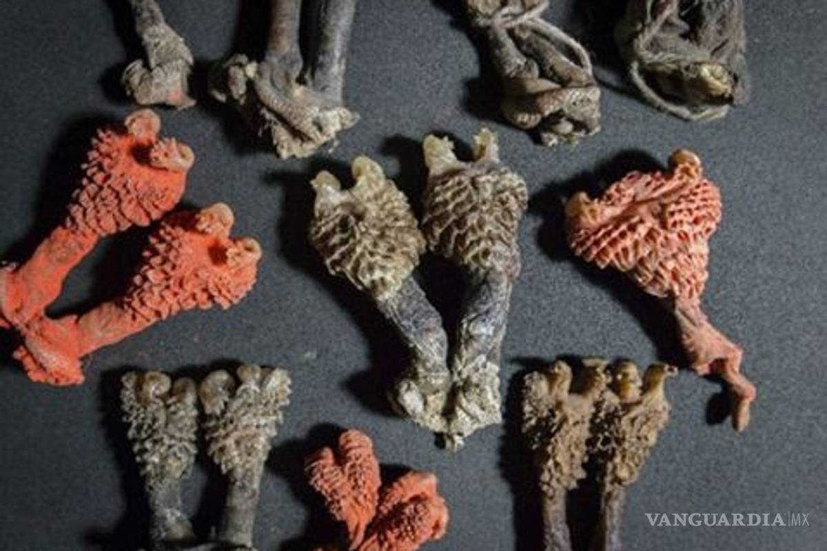 Hacen pasar y venden penes secos de lagarto, por raíces de la suerte