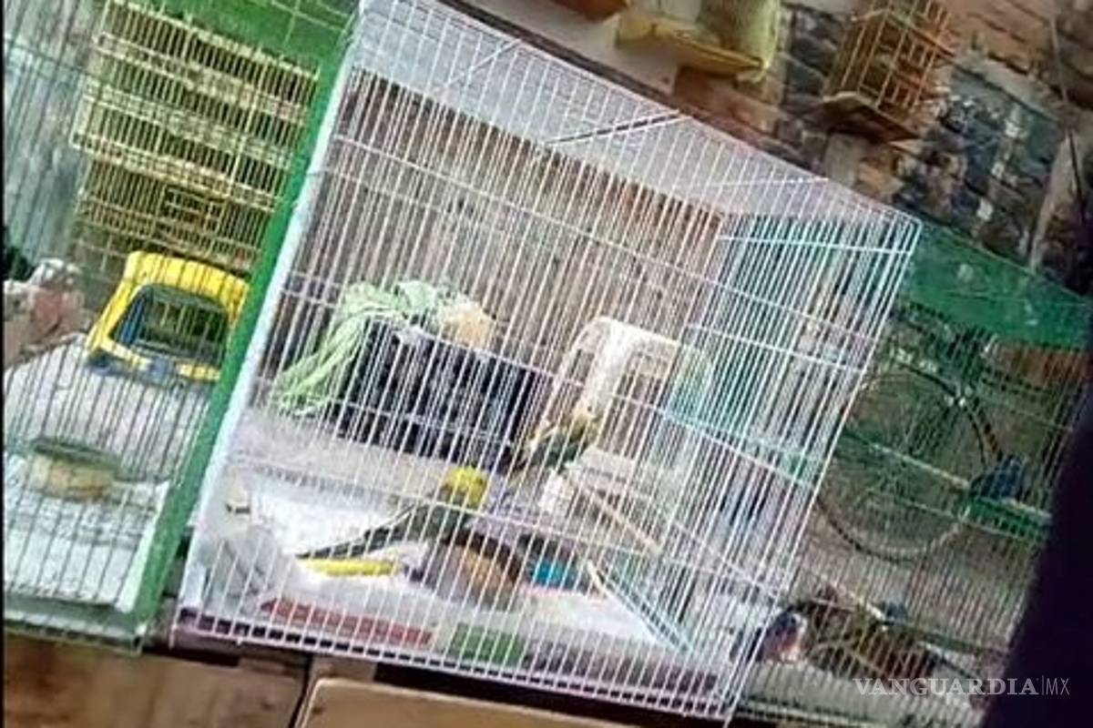 Prevalece la venta de aves exóticas en León