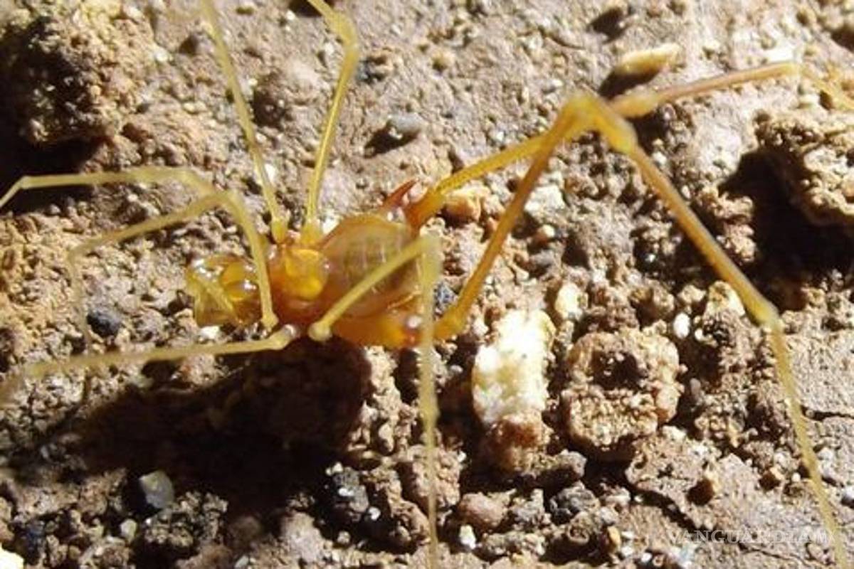 Llaman 'Sméagol' a nueva especie de arácnido