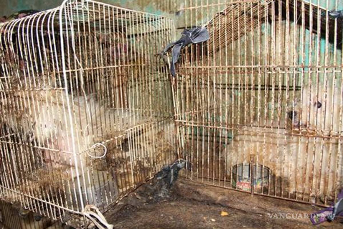 En China, celebran polémico festival de carne de perro