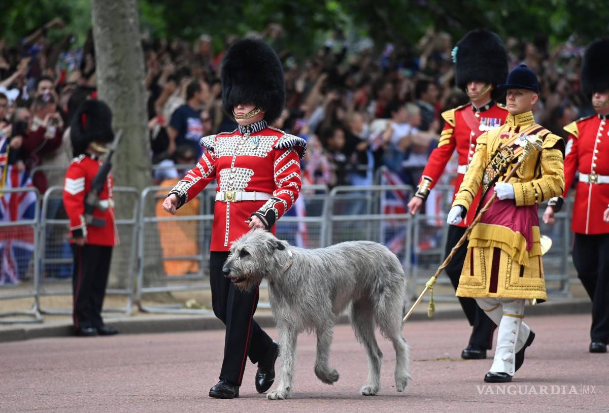 $!Wolfhound ‘Turlough M’ (C), la mascota del regimiento de la Guardia Irlandesa marcha para el desfile ‘Trooping the Colour’ en Londres.
