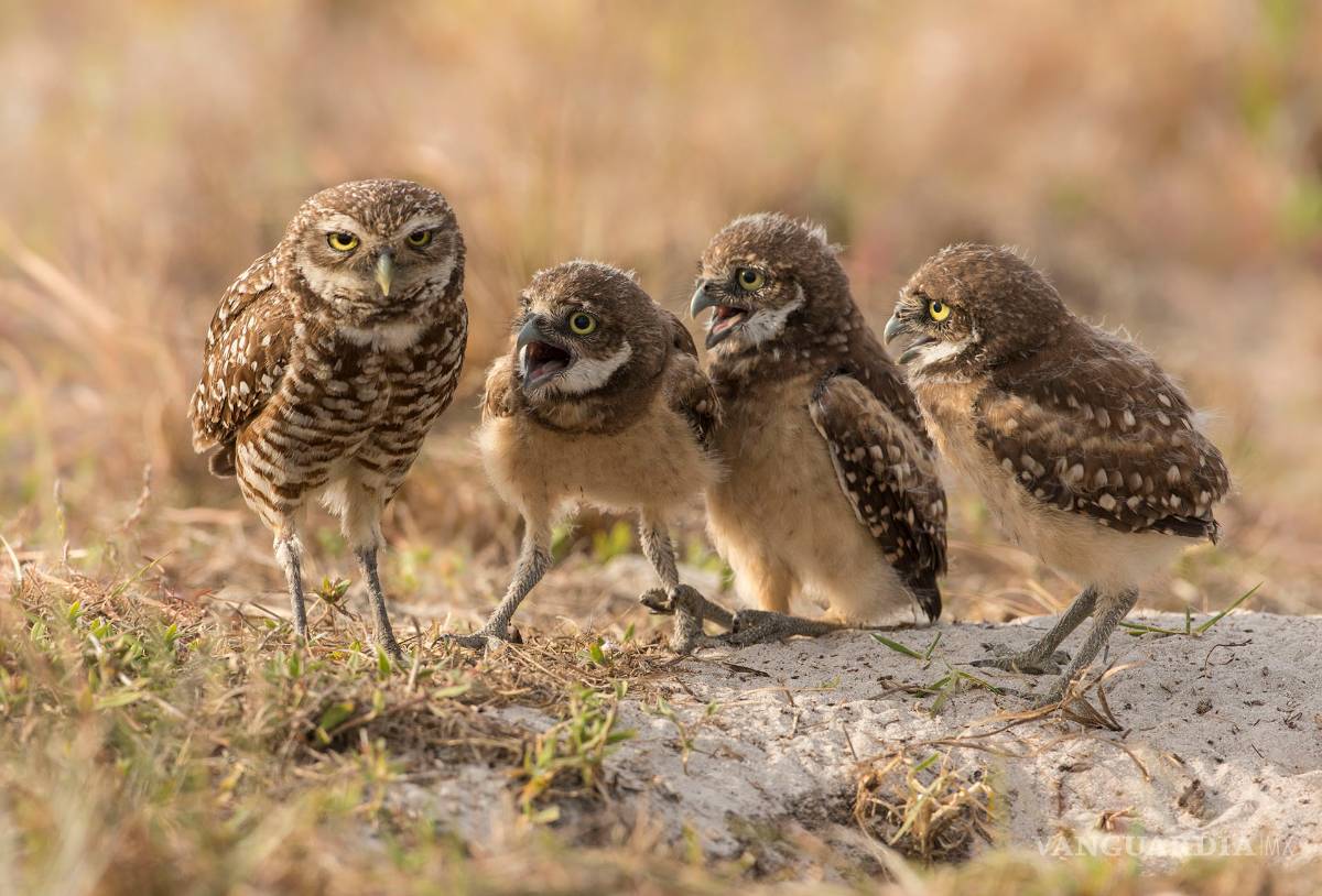 $!Comedy Wildlife Photography Awards: Los momentos más graciosos del mundo animal