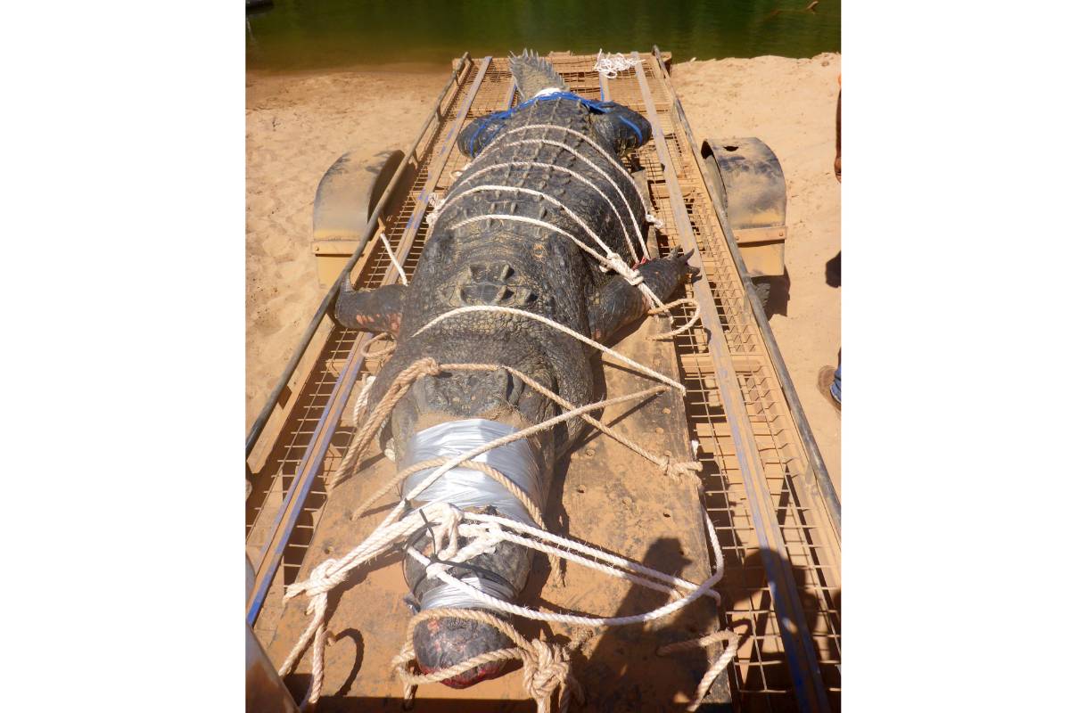 Capturan cocodrilo gigante en Australia