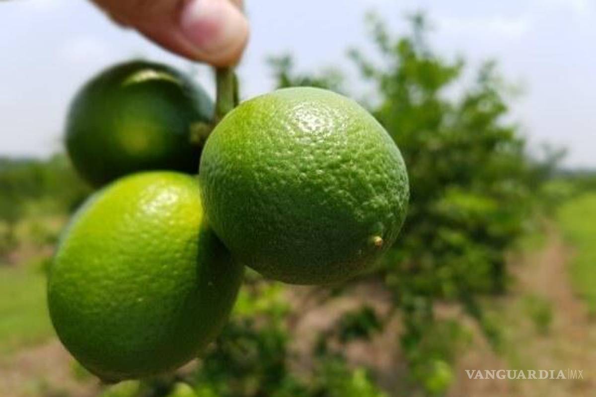 Gobierno de Michoacán presenta denuncia por de amenazas y extorsión hacia limoneros