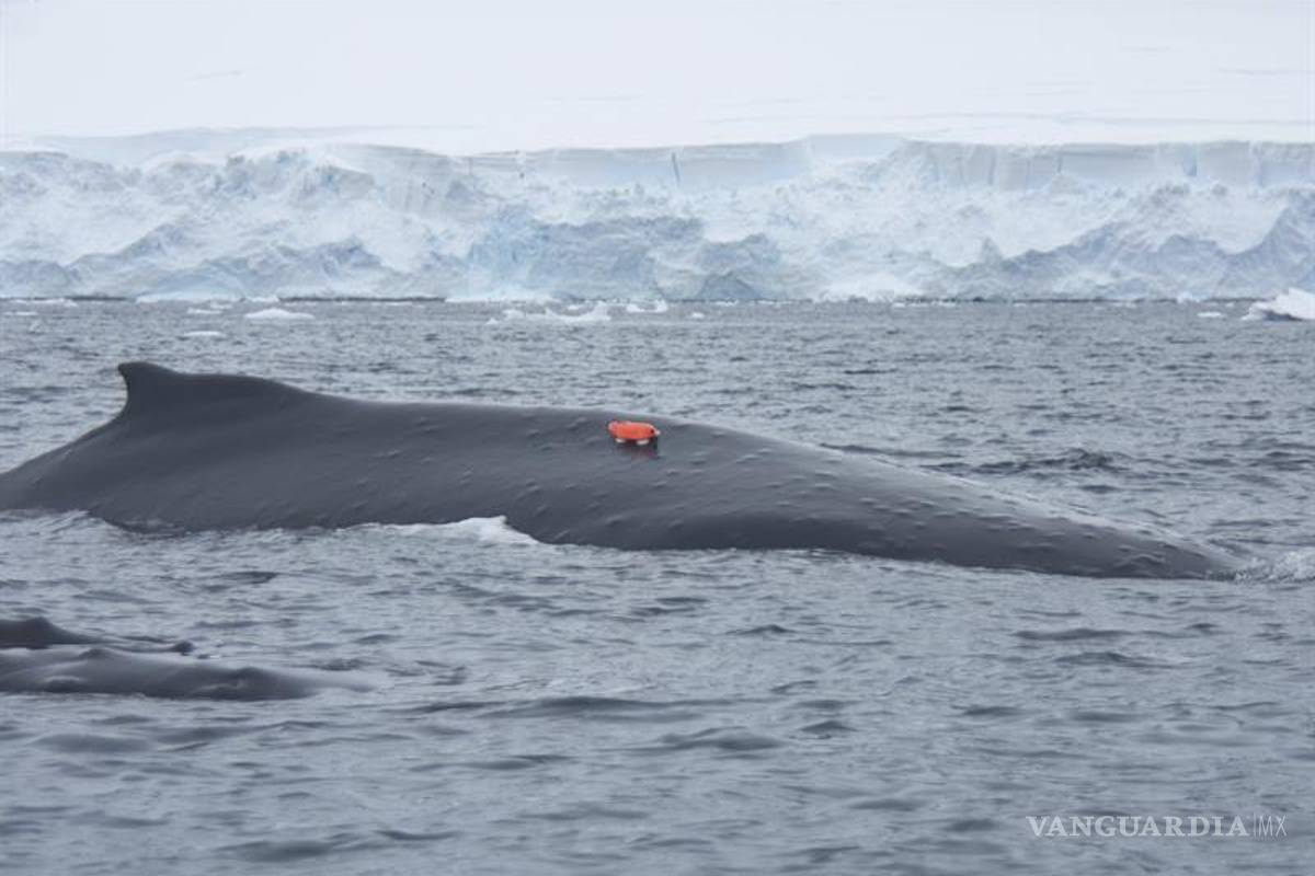 Cámaras colocadas en ballenas revelan datos de su vida en la Antártida