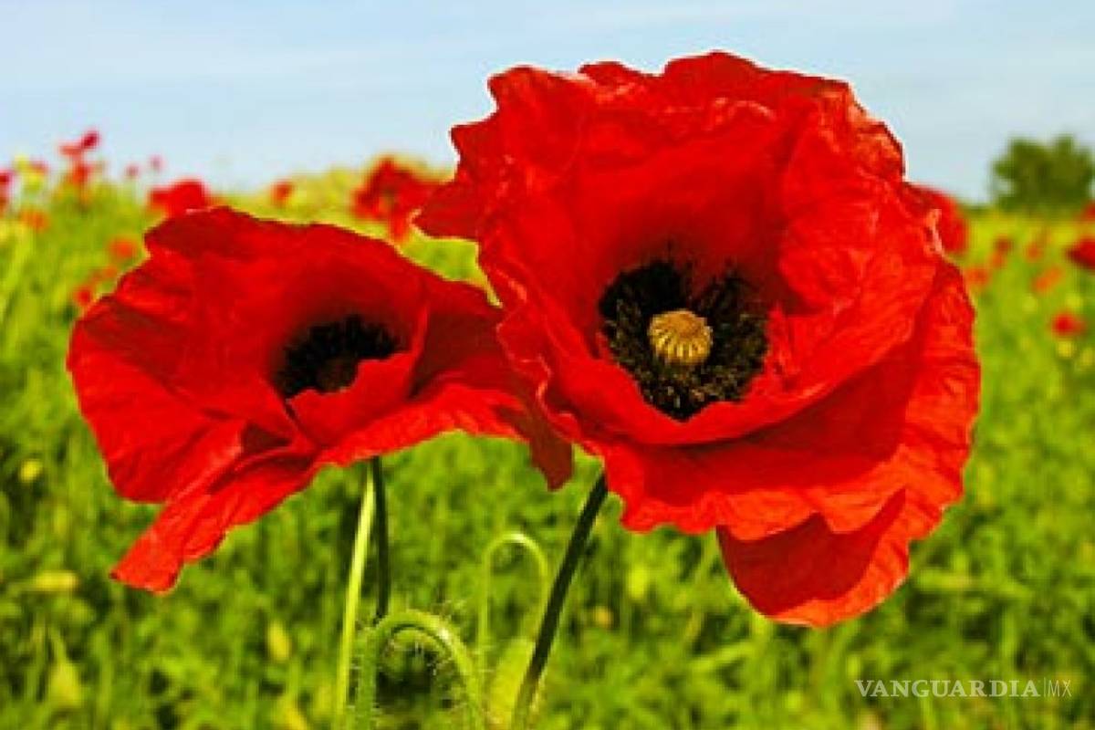 Amapola no está prohibida para fines medicinales: Cofepris