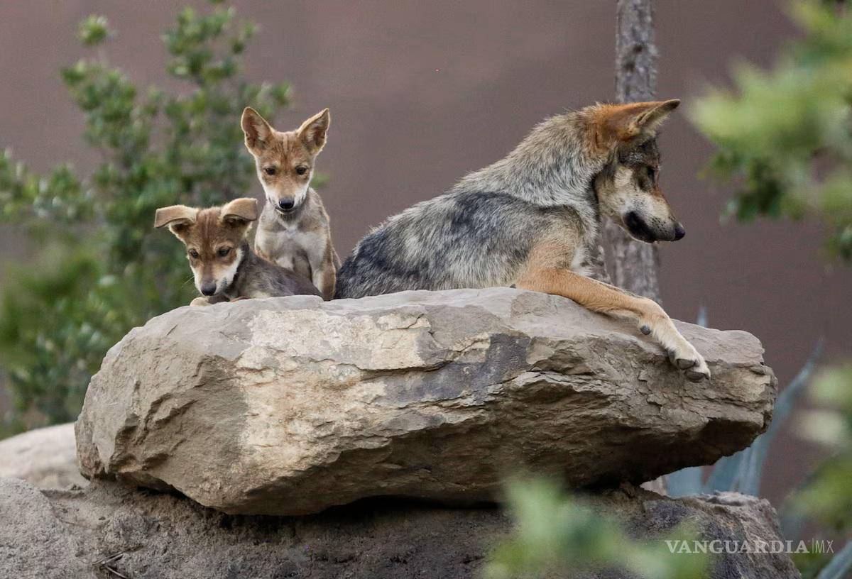 $!En el Museo del Desierto ya nacieron lobos.