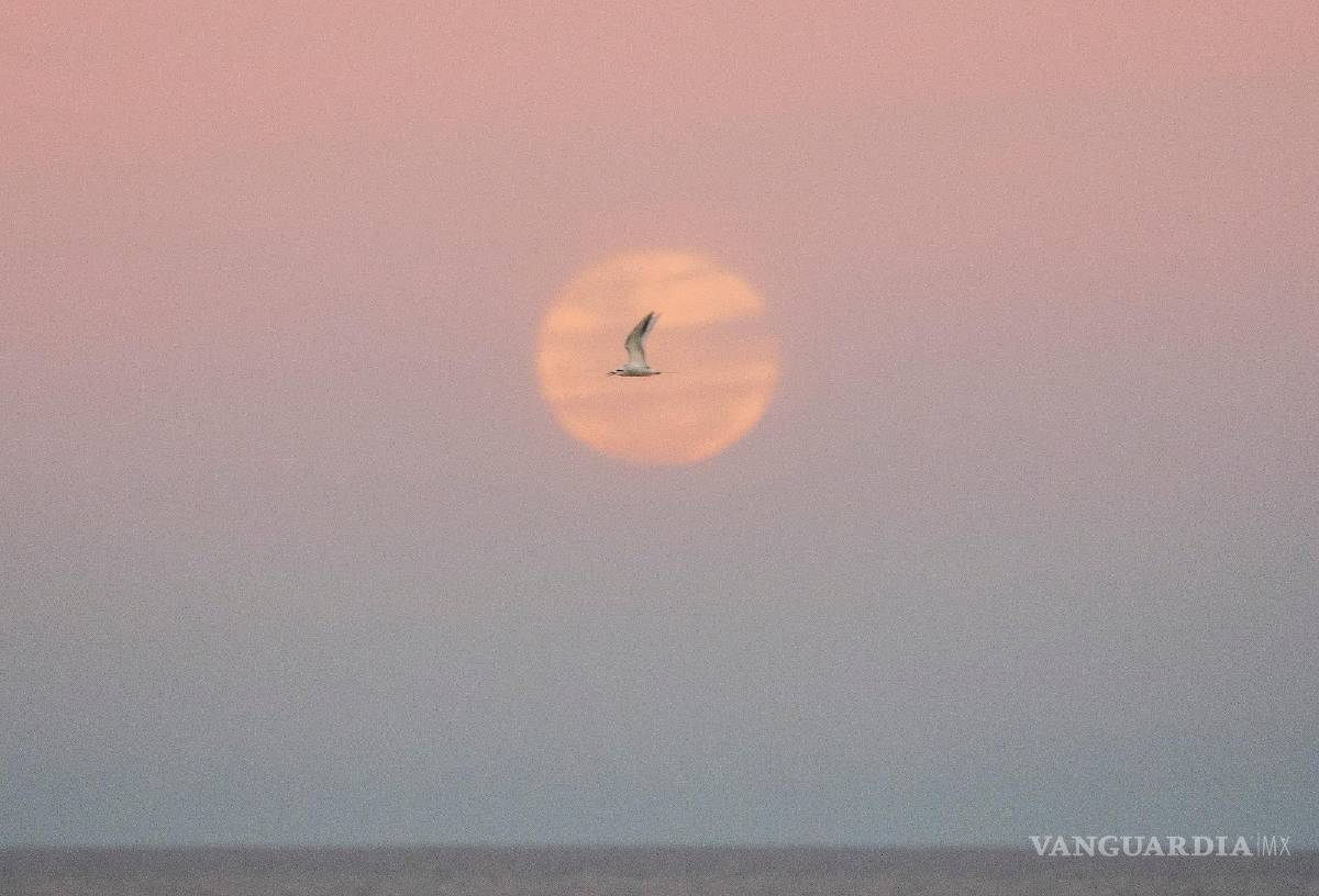 $!Una gaviota vuela mientras sale la luna llena en Montevideo, Uruguay, el miércoles 13 de julio de 2022.
