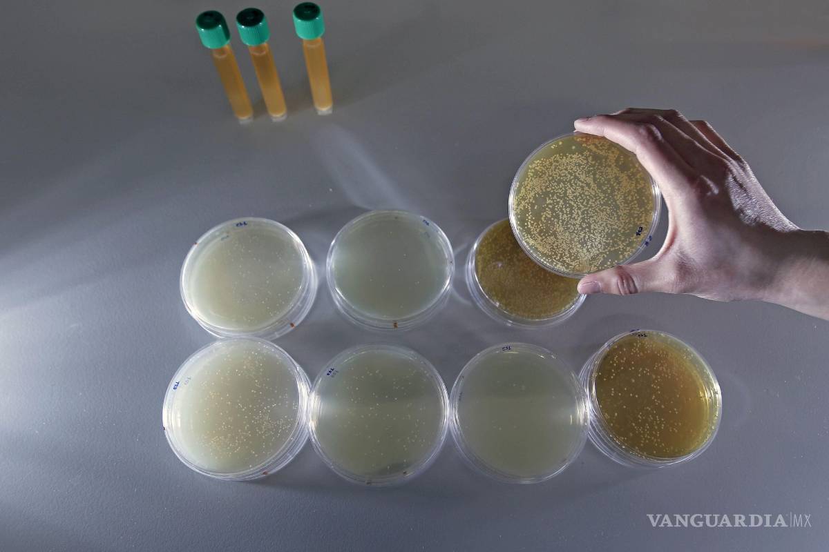 Prebióticos y probióticos, ambos desempeñan una función importante en la salud digestiva