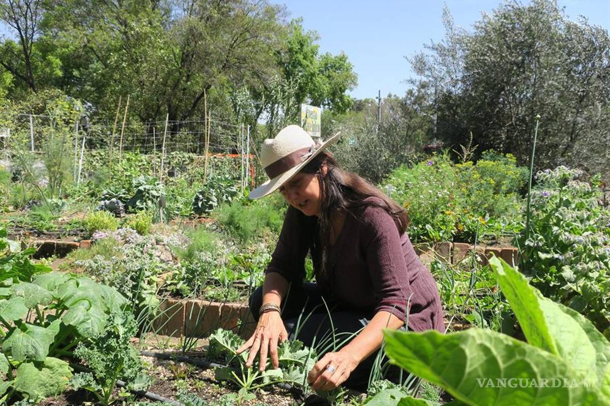 Huertos urbanos reviven la agricultura en Ciudad de México