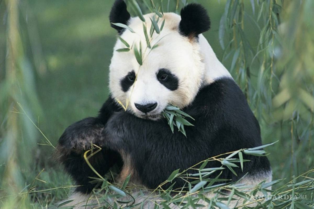 $!Encuesta revela que existe en la humanidad preocupación por conservar la naturaleza, pero también desconocimiento