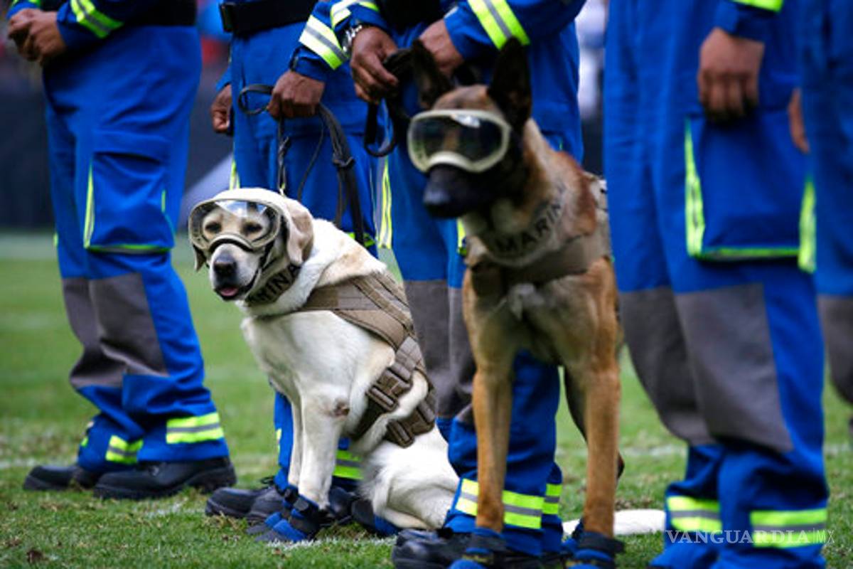 Perrita Frida presente en el juego de la NFL en México