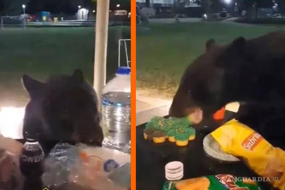 Oso negro se ‘roba’ pastelitos durante posada navideña en Nuevo León (VIDEO)