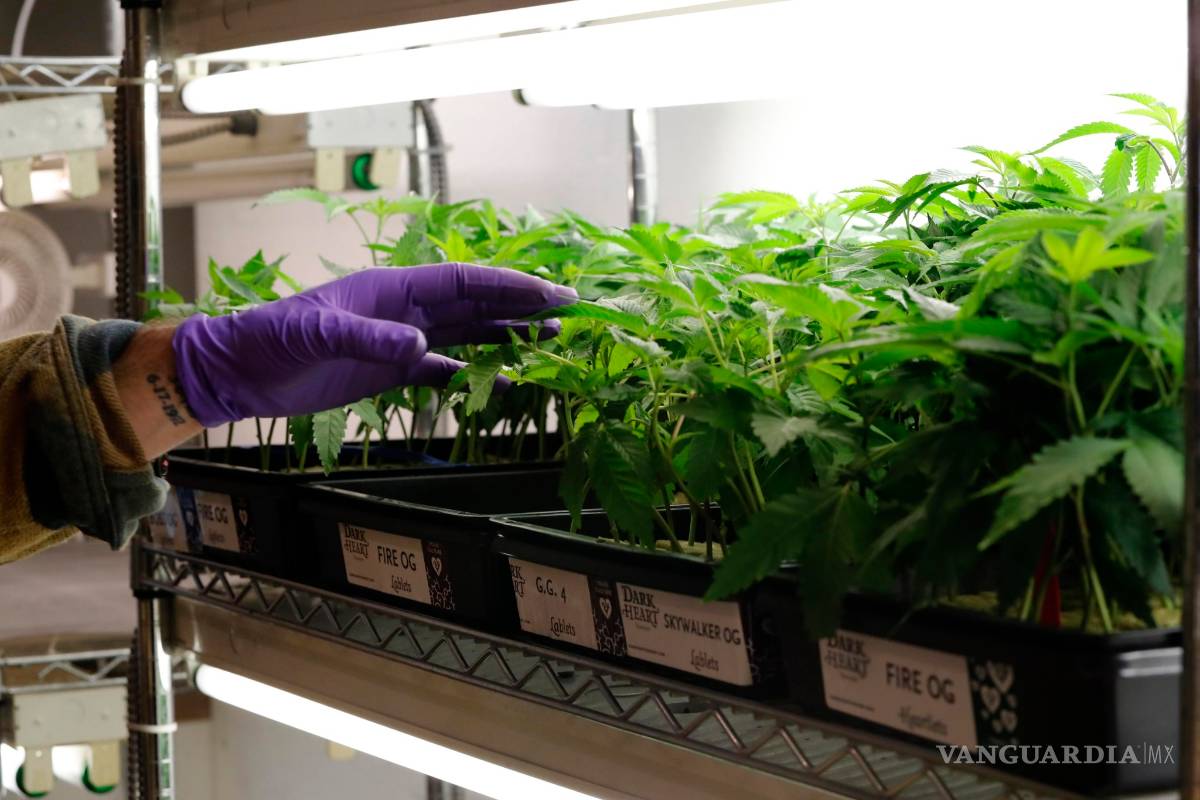 Rechaza el fiscal la mota legal