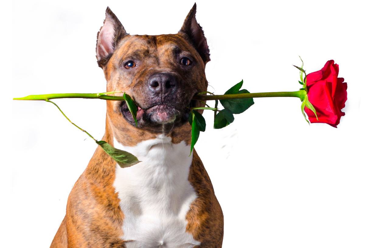 $!Fundación de Raúl Juliá en Malibú, una lucha por los perros y gatos desamparados