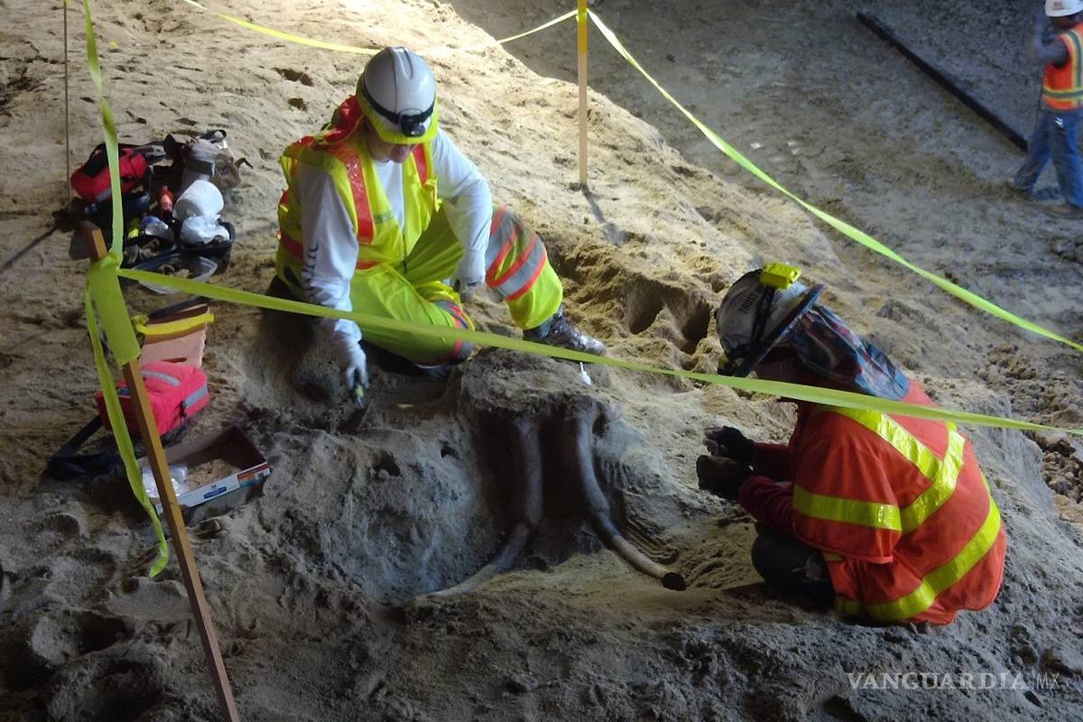 Fósiles de mamut fueron encontrados en el metro de Los Ángeles