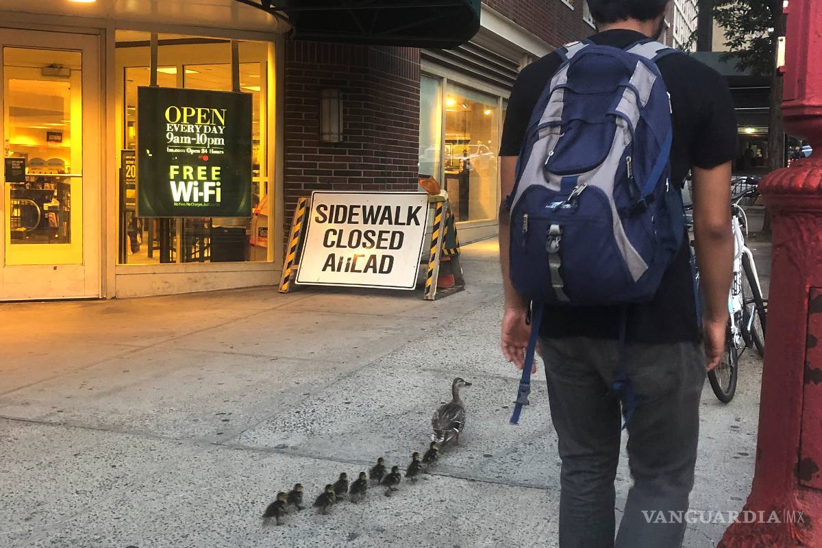 Equipo SWAT rescata a patitos de una alcantarilla en Nueva York