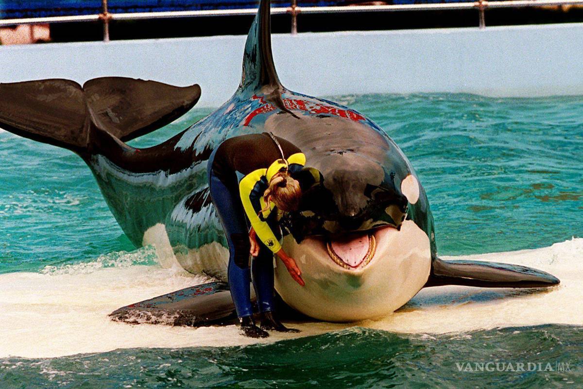 ¿Quién es Lolita, la orca cautiva desde 1970 en el Miami Seaquarium?