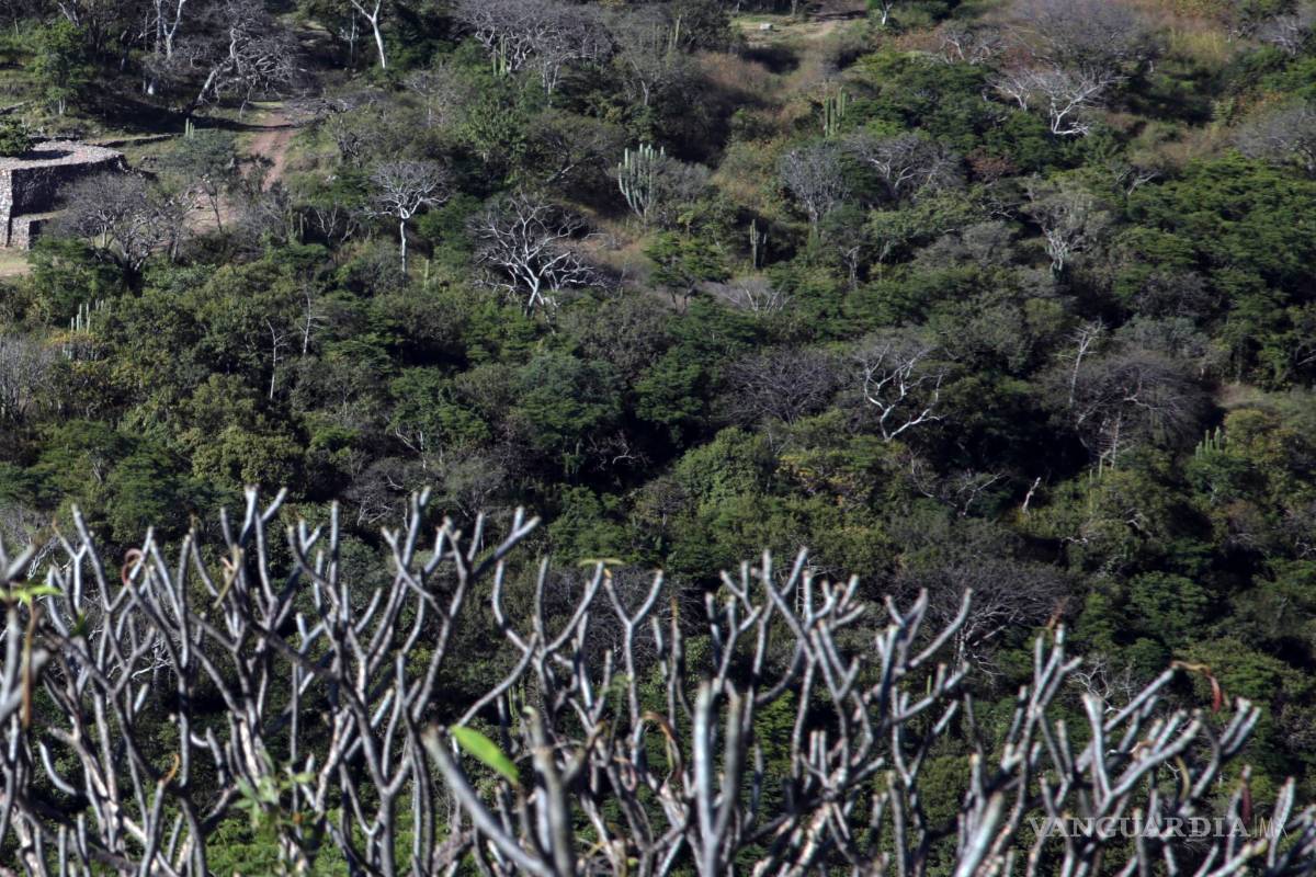 Destruyen predio forestal; suspende obra la Profepa