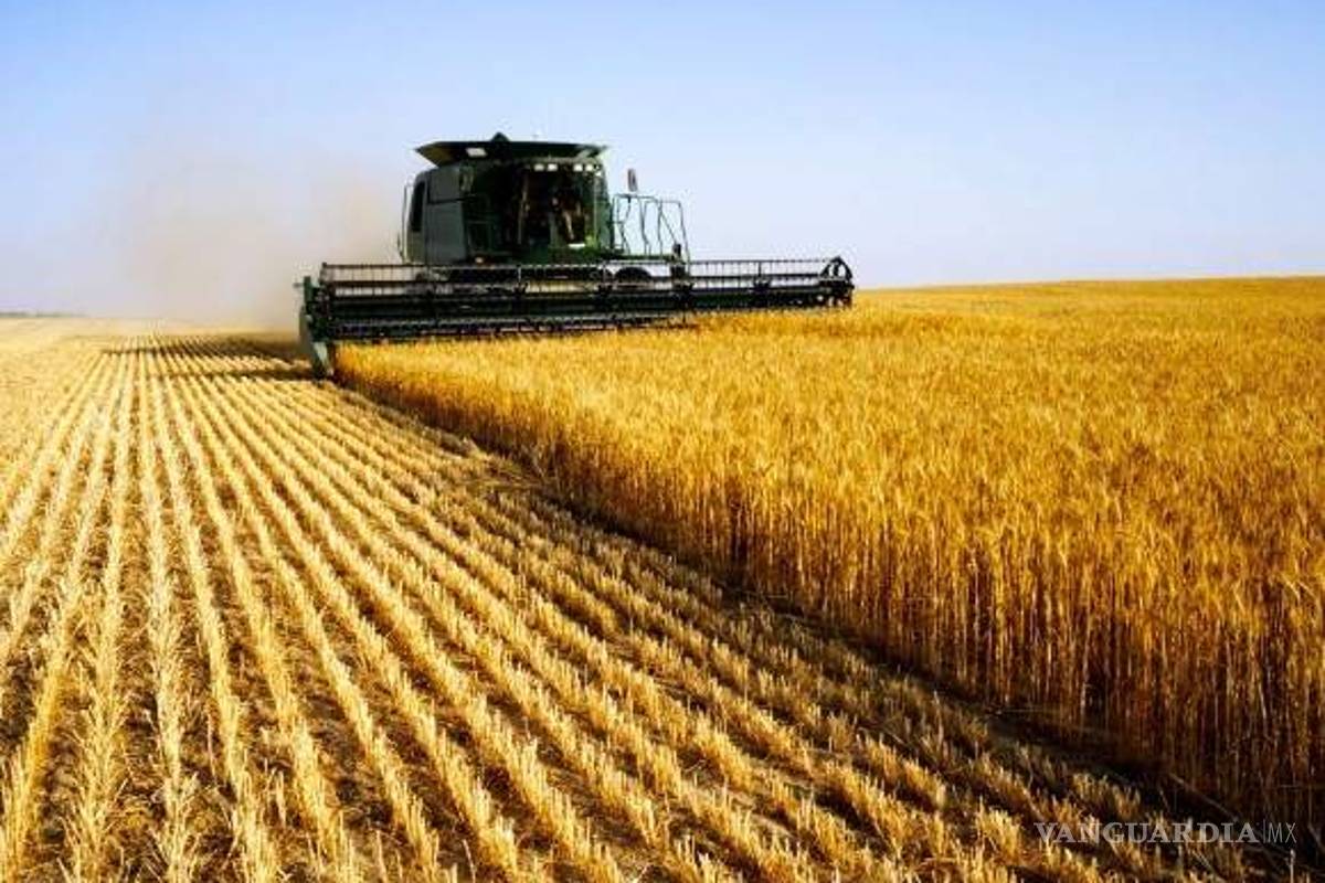 Buen inicio de año para trigo planificado, sub 13.6 la producción