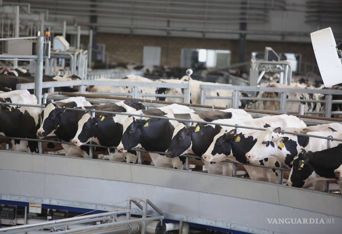 $!El USDA anunció la reapertura gradual de la frontera de ese país al ganado de México a partir del 7 de julio.