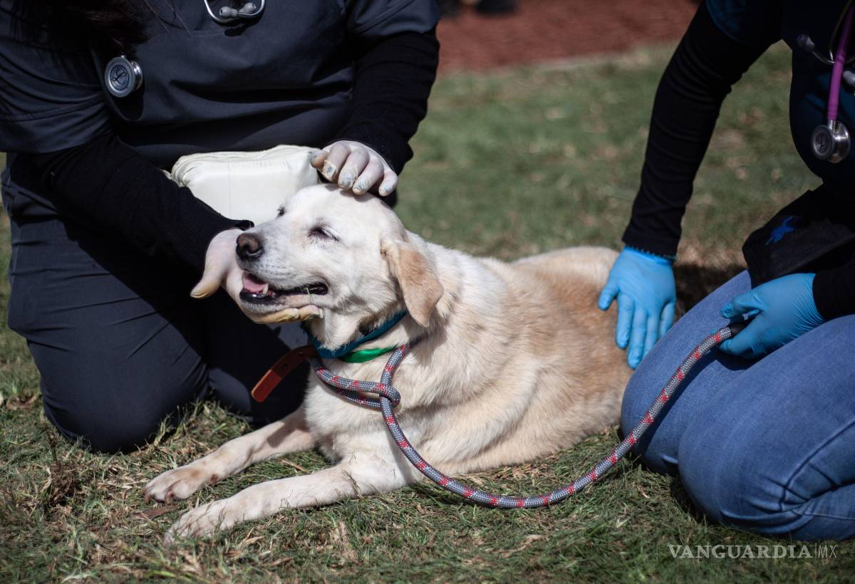 $!Los perros son animales sociales que crean fuertes vínculos con sus dueños.