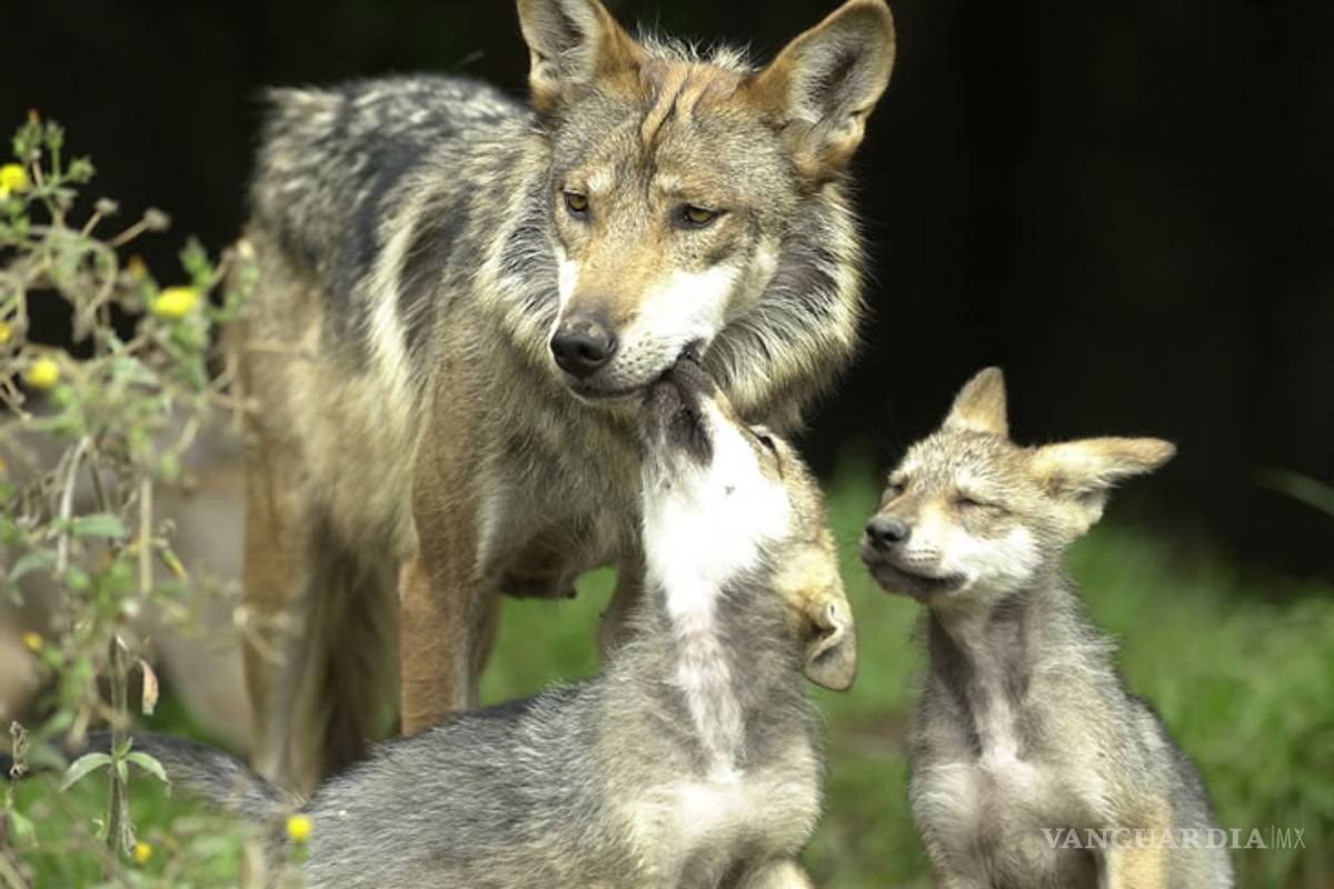 Zoológico acoge siete crías del amenazado lobo mexicano