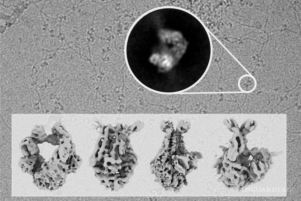 Descubren cómo funciona la proteína &quot;guardiana&quot; del genoma humano