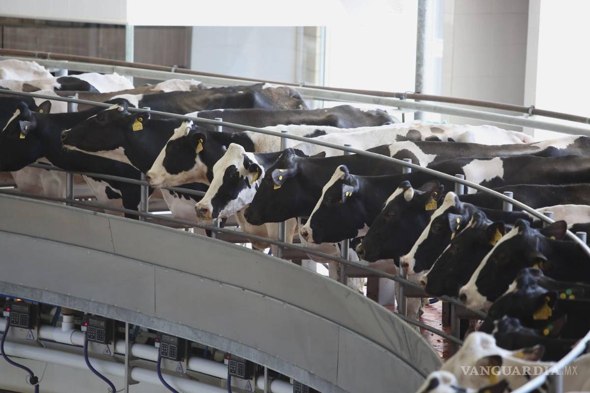 Ganaderos estadounidenses piden que se vuelva a cerrar la frontera a las importaciones mexicanas