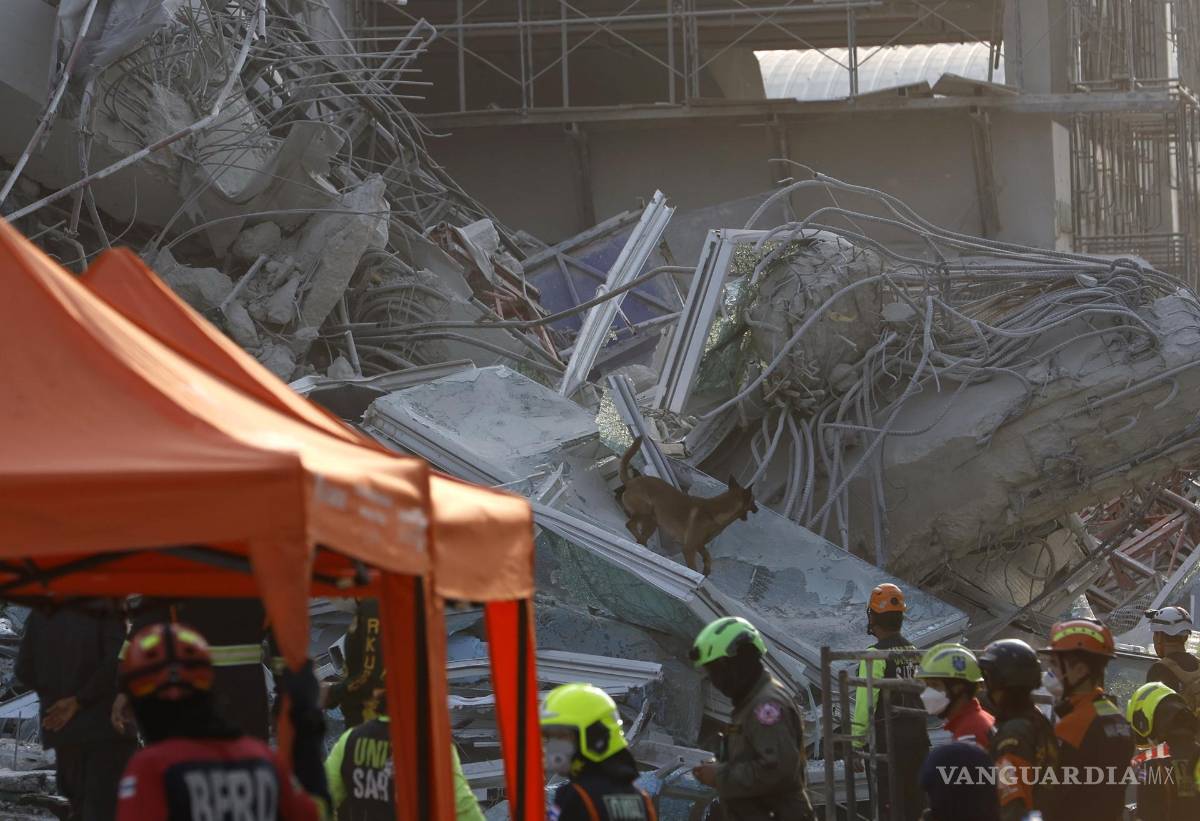 $!Un perro rastreador busca sobrevivientes en el lugar del derrumbe de un edificio tras un terremoto en Bangkok, Tailandia.