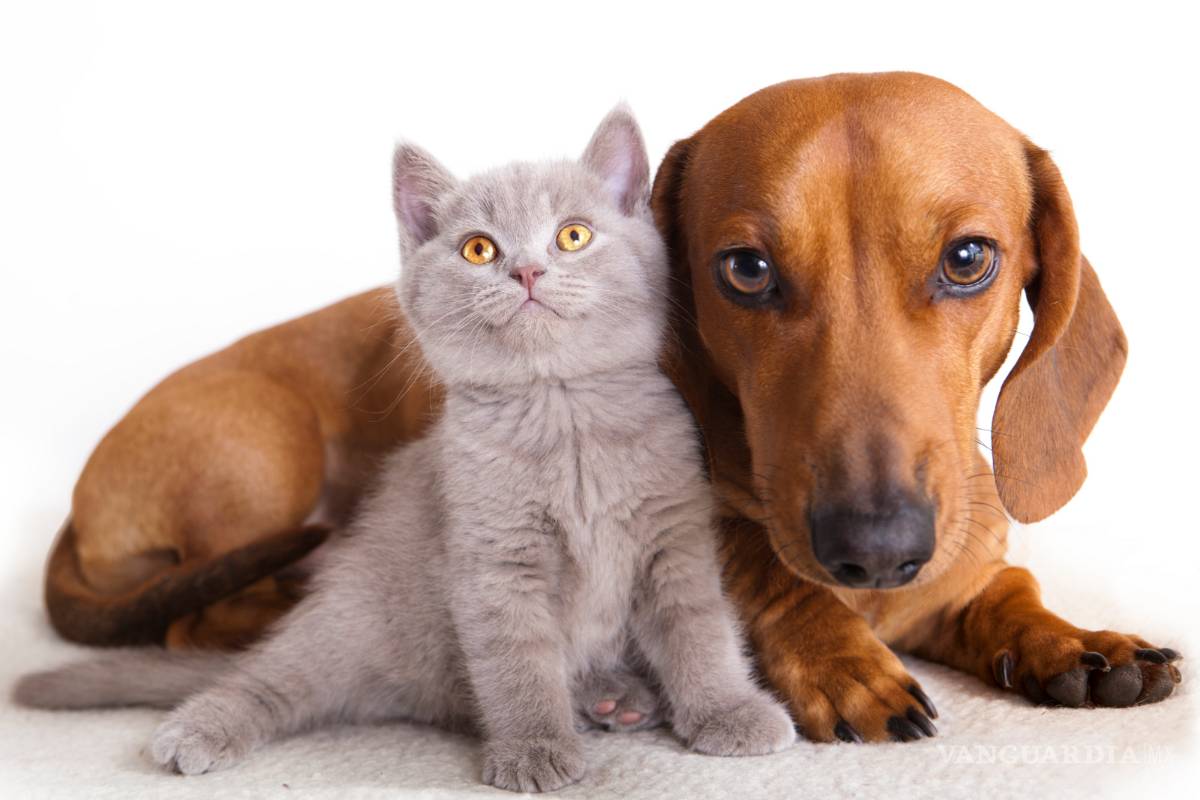 6 razones para que tus hijos tengan mascotas en su niñez