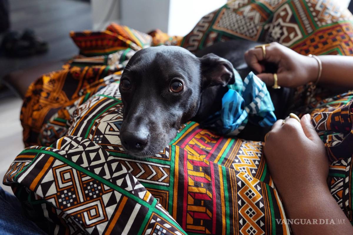 Dolce &amp; Gabbana tiene un nuevo perfume para perros y los veterinarios... se tapan la nariz