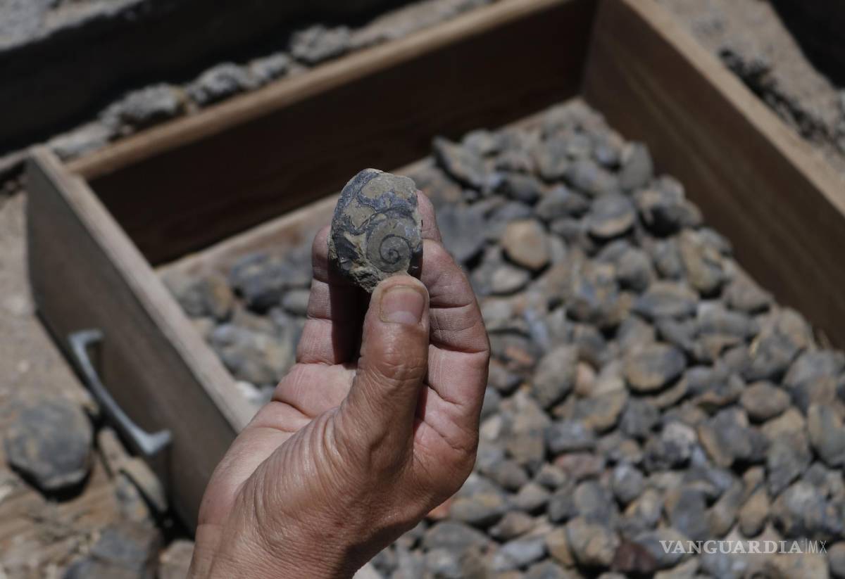 $!A la postre, Carmino logró reunir una colección nutrida de conchas, ostras, caracoles, almejas, amonites fosilizados y fragmentos de vértebras y omóplatos de dinosaurio.