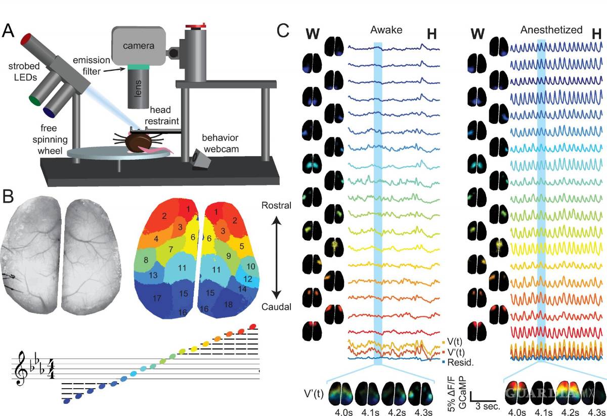 $!Audiovisualización simple de la actividad neuronal de campo amplio en ratones despiertos versus anestesiados.