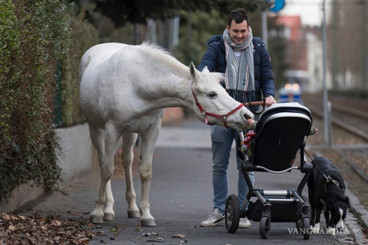 “Jenny”, una yegua que se pasea tranquilamente por las calles de Fráncfort se vuelve viral