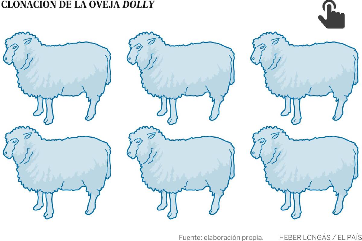 $!Se cumplen 20 años de la oveja Dolly: ¿por qué los clones mueren jóvenes?