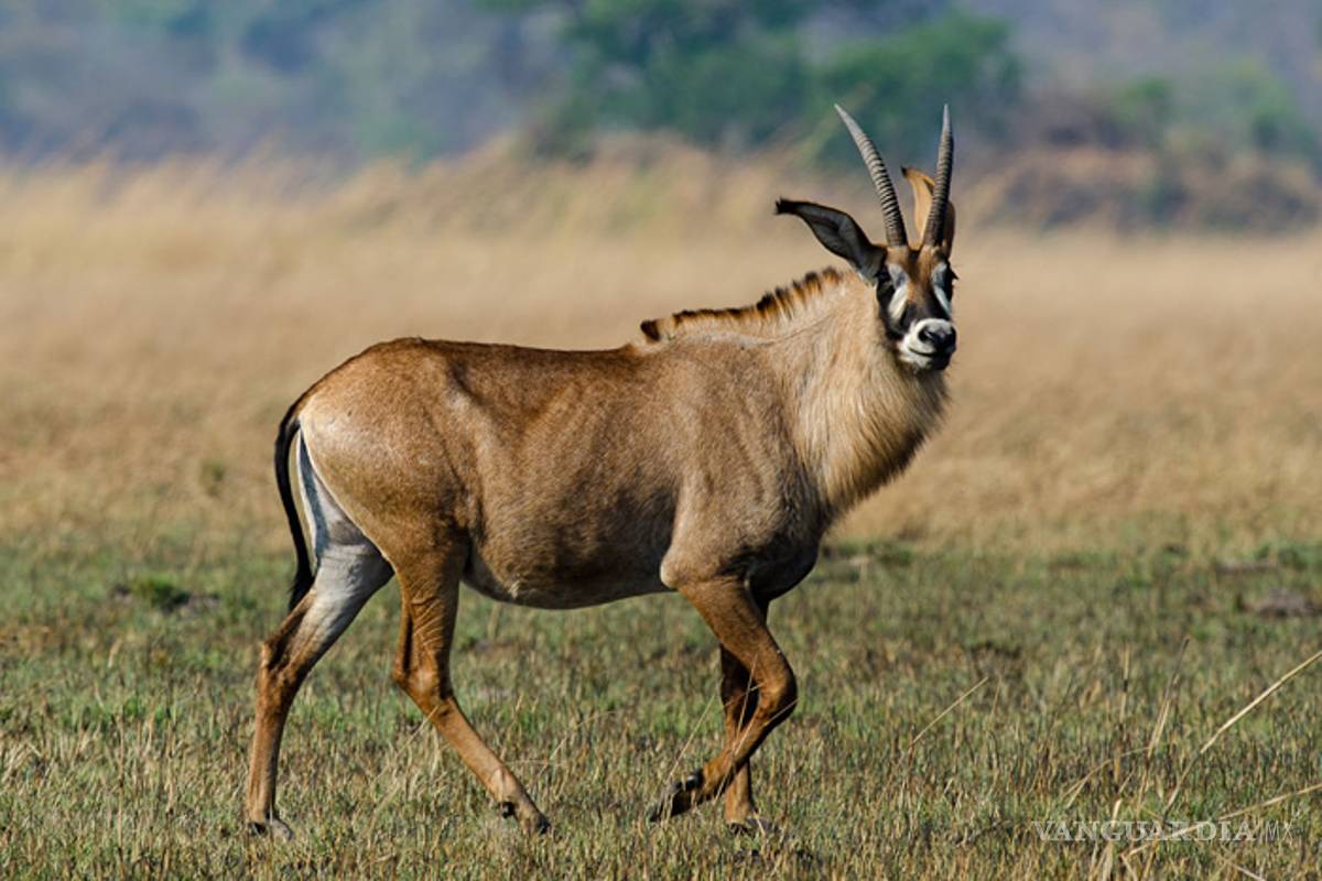 Fallece antílope en Zoológico de Chapultepec
