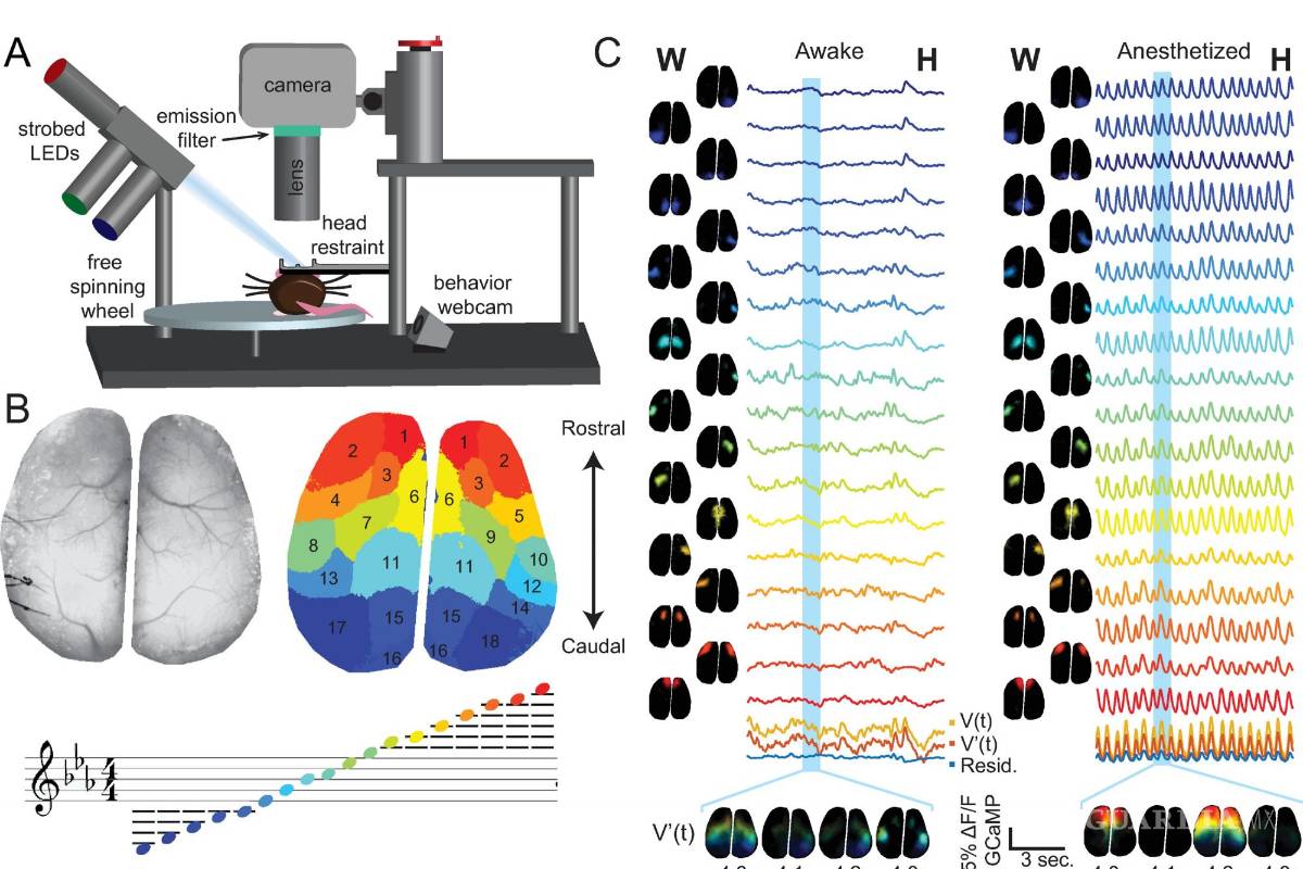 $!Audiovisualización simple de la actividad neuronal de campo amplio en ratones despiertos versus anestesiados.