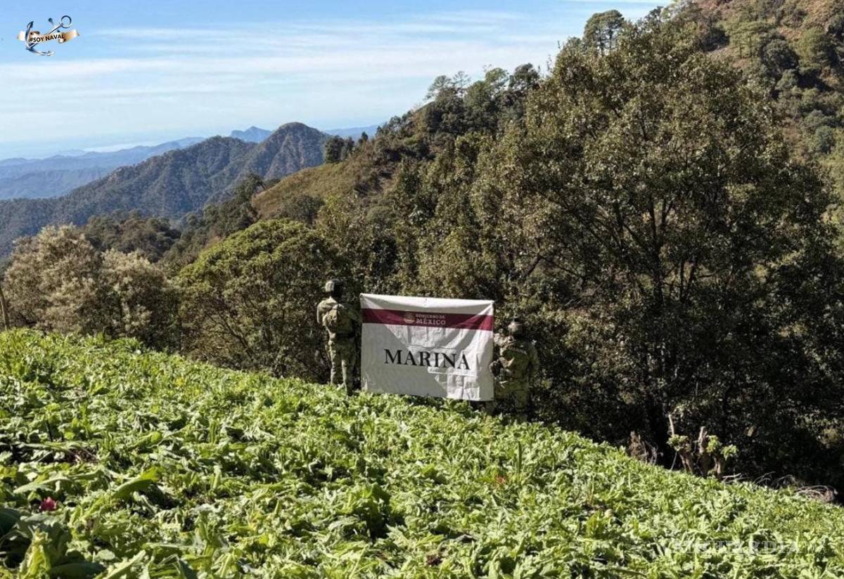 $!Semar destruye casi 200 mil plantas de amapola en Nayarit.