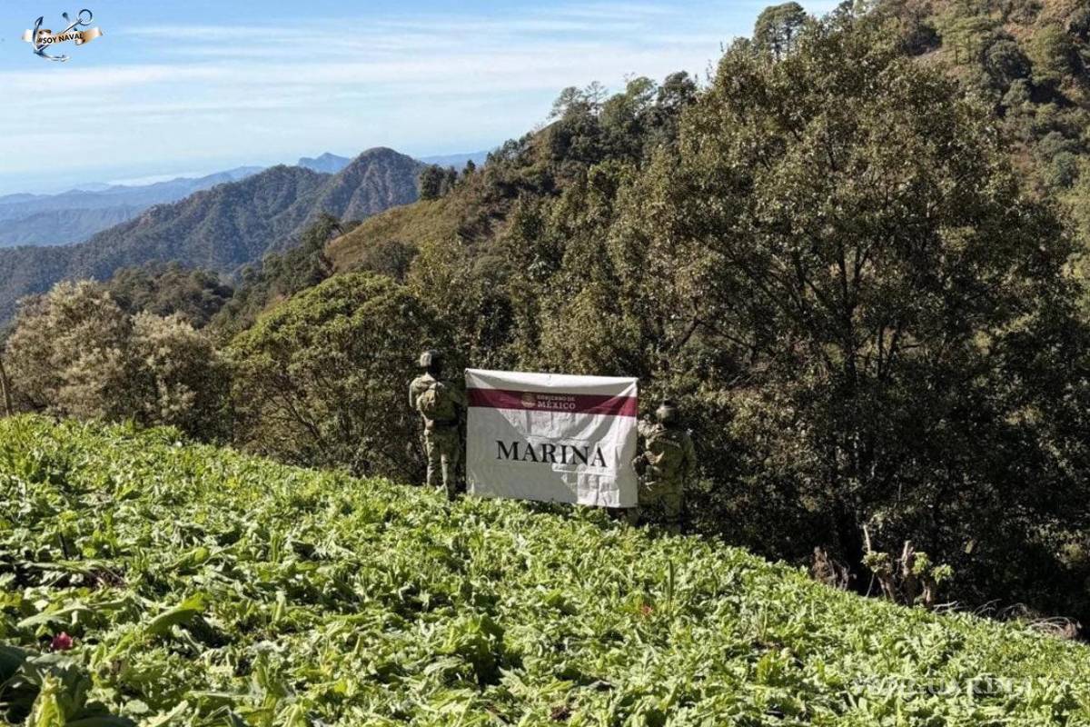 $!Semar destruye casi 200 mil plantas de amapola en Nayarit.