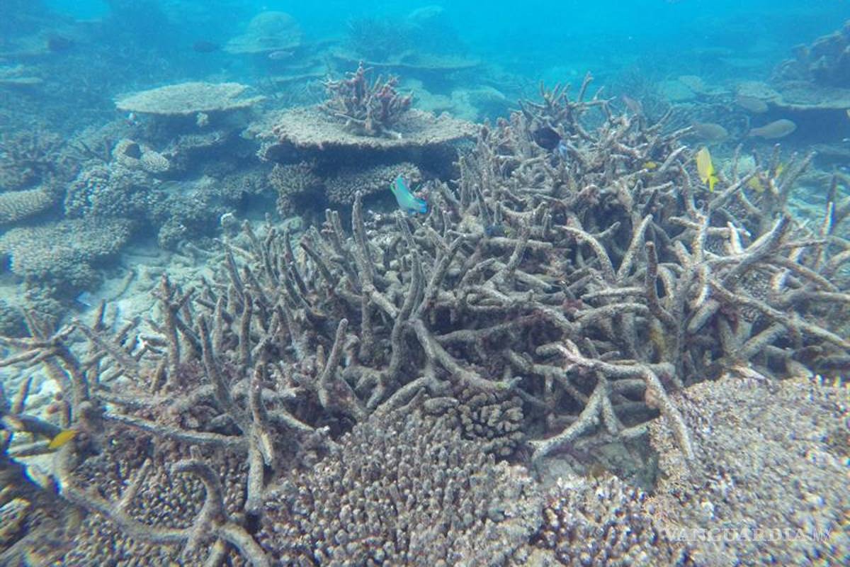 Agoniza la Gran Barrera de Coral