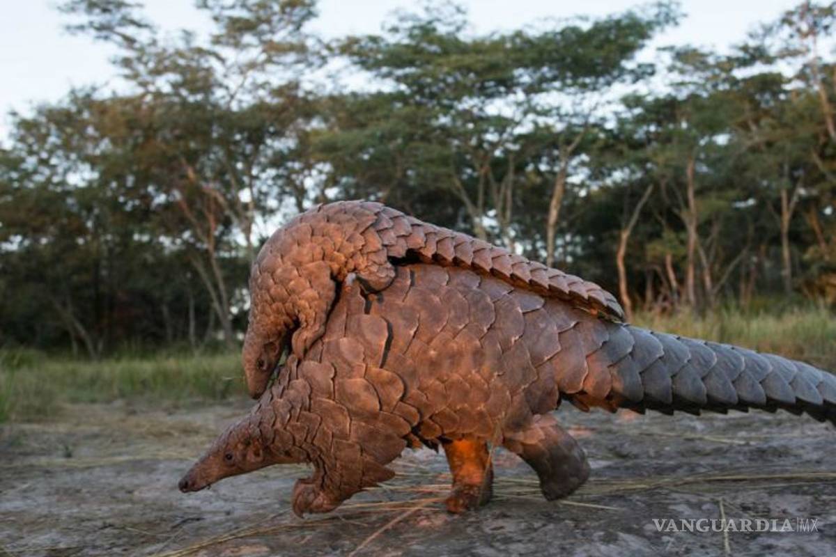 $!Coronavirus chino también se aloja en los pangolines