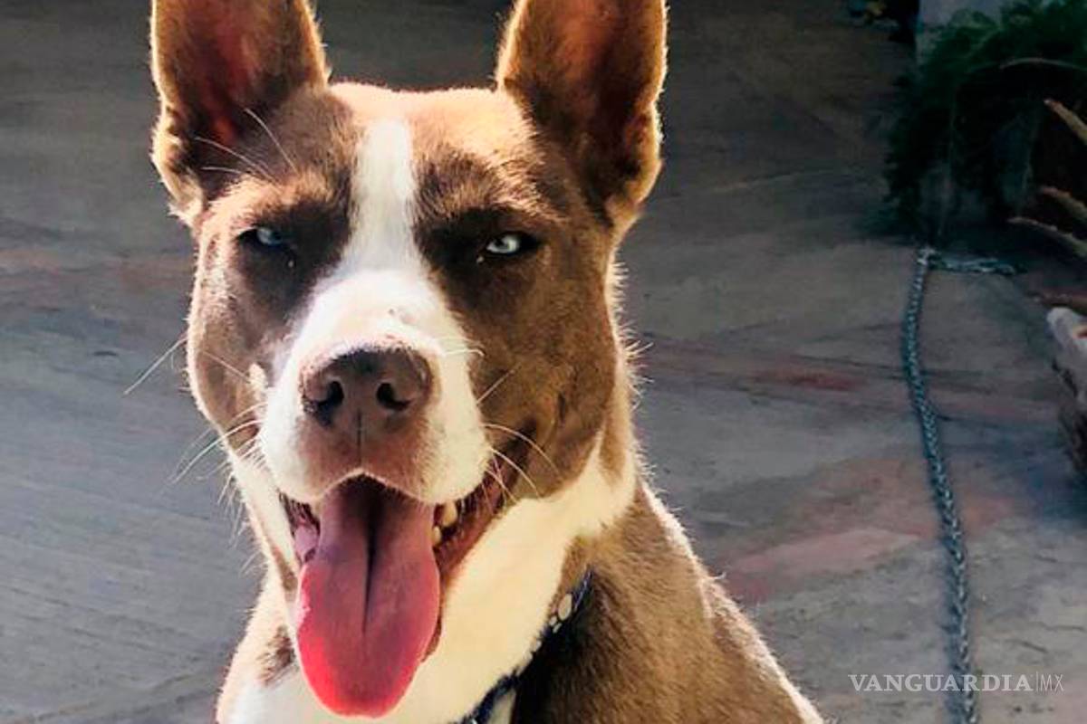 ¡No regales mascotas en Navidad!