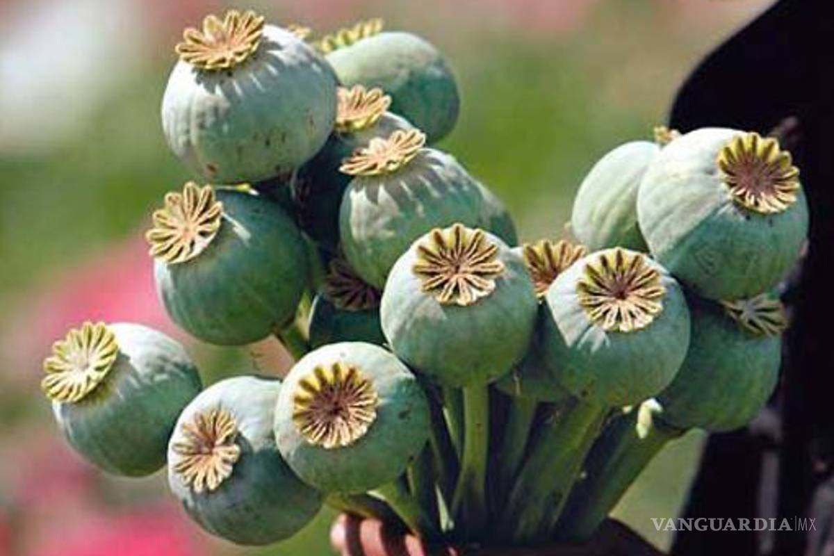 Consumo de heroína y opiáceos destruye a EU y devasta a México: The Washington Post