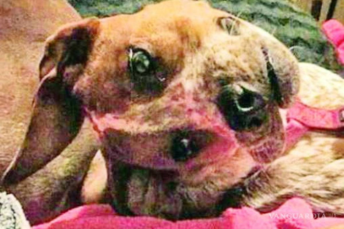 Perro 'demoníaco'' causa asombro en redes sociales