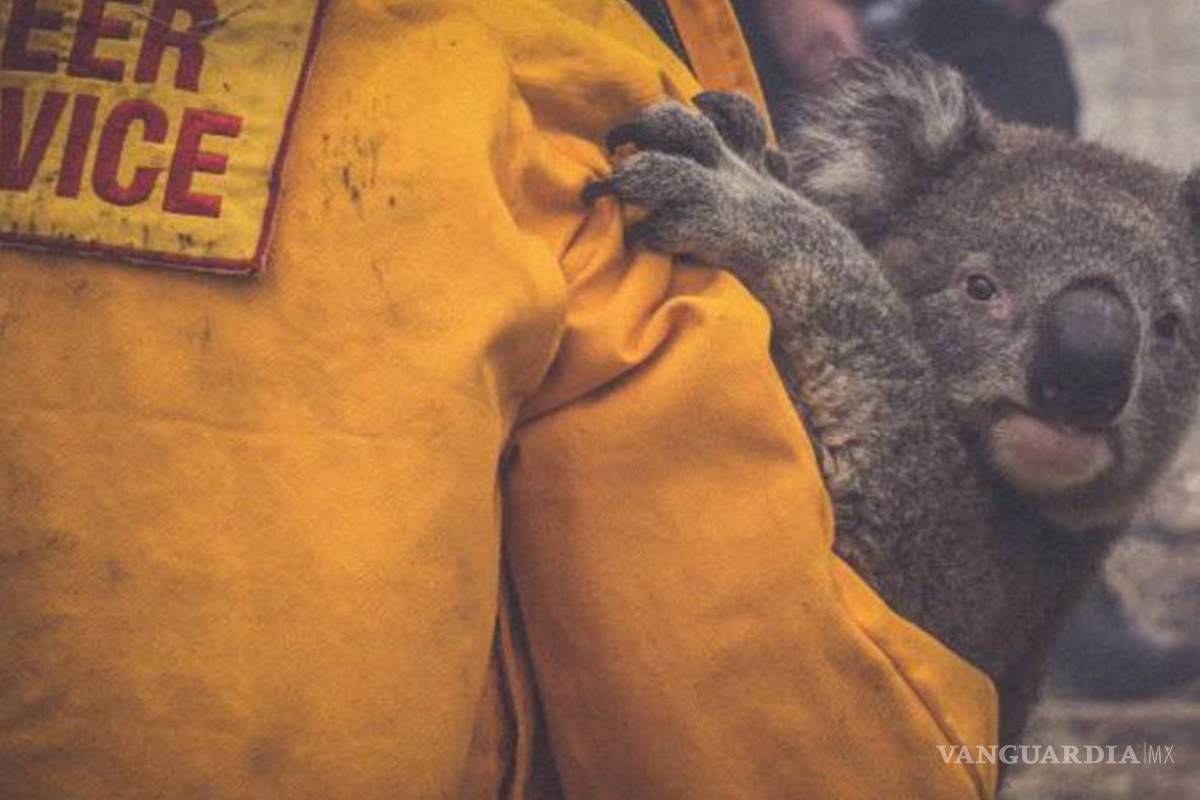 Al menos 3 mil millones de animales fueron víctimas de incendios en Australia
