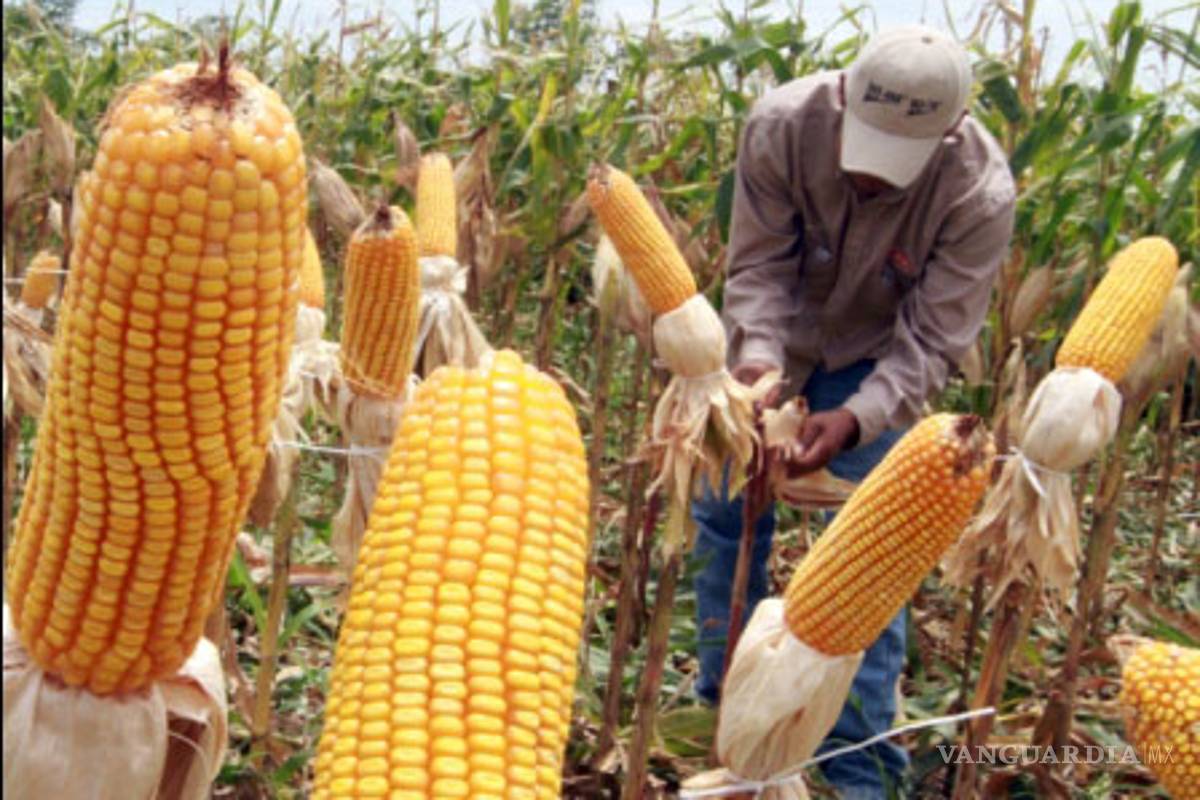 Espera Secretaría de Agricultura crecimiento en producción del maíz en 2021